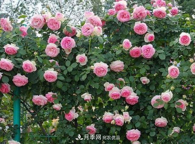 漂亮的藤本月季，庭院必養(yǎng)花卉，打造花園小院(圖1)