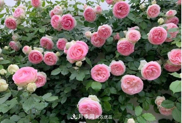 漂亮的藤本月季，庭院必養(yǎng)花卉，打造花園小院(圖2)
