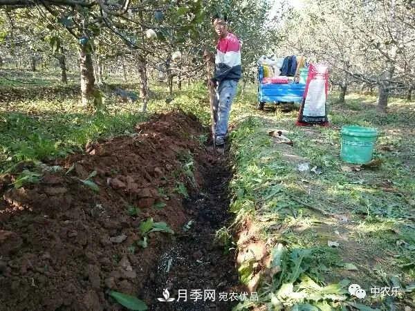 果園秋施基肥和明年花前施基肥有什么區(qū)別？(圖1)