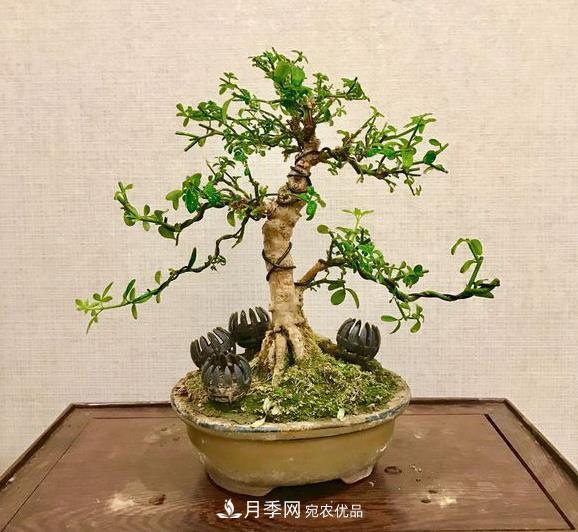 花中四友——迎春花，蒼古成趣的迎春花盆景育樁技巧(圖1)