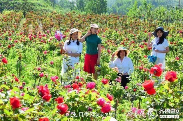山東淄博沂源60畝月季花競(jìng)放，美麗產(chǎn)業(yè)助推特色鄉(xiāng)村旅游(圖2)
