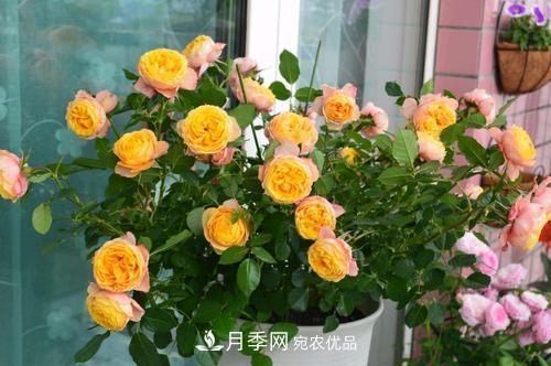 月季開花越來越少？教你一招，分枝多，花量翻倍，新手也會(huì)養(yǎng)(圖2)