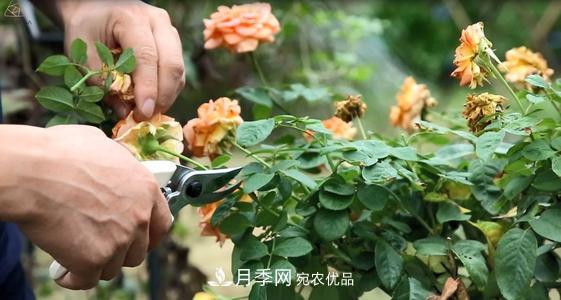 月季開花越來越少？教你一招，分枝多，花量翻倍，新手也會(huì)養(yǎng)(圖3)