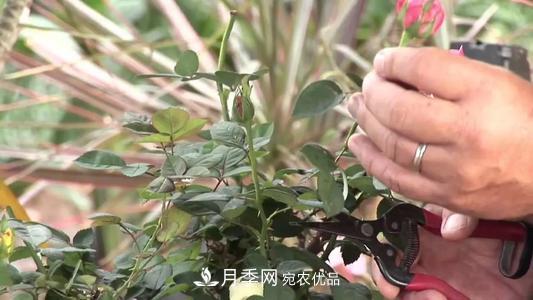 月季開花越來越少？教你一招，分枝多，花量翻倍，新手也會(huì)養(yǎng)(圖4)
