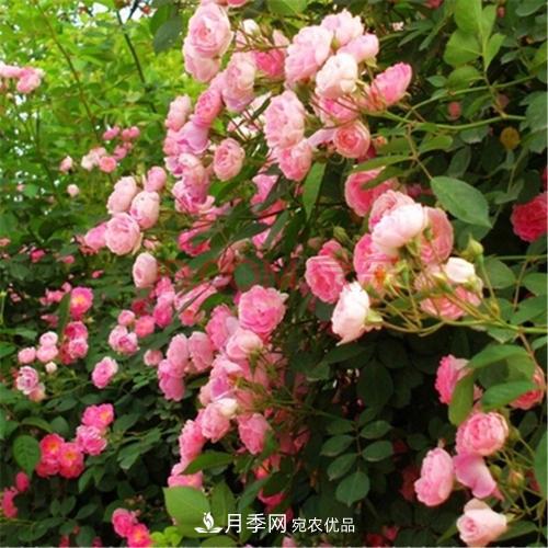 月季開花越來越少？教你一招，分枝多，花量翻倍，新手也會(huì)養(yǎng)(圖5)