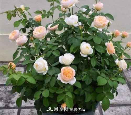 月季開花越來越少？教你一招，分枝多，花量翻倍，新手也會(huì)養(yǎng)(圖6)