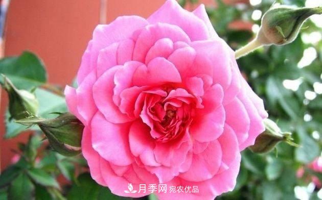 月季、薔薇、玫瑰有區(qū)別，懂得1點，全都能養(yǎng)好，開花一茬茬(圖1)
