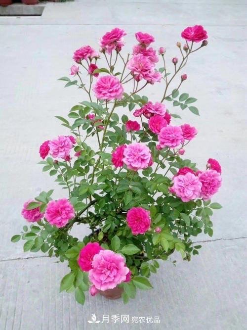月季、薔薇、玫瑰有區(qū)別，懂得1點，全都能養(yǎng)好，開花一茬茬(圖3)