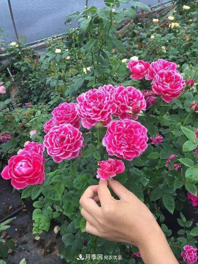 月季、薔薇、玫瑰有區(qū)別，懂得1點，全都能養(yǎng)好，開花一茬茬(圖2)