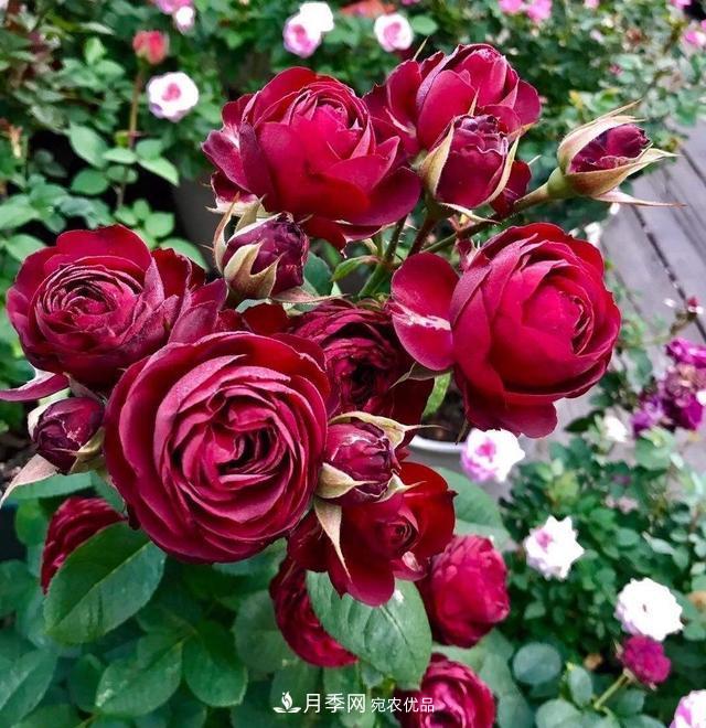 月季、薔薇、玫瑰有區(qū)別，懂得1點，全都能養(yǎng)好，開花一茬茬(圖6)