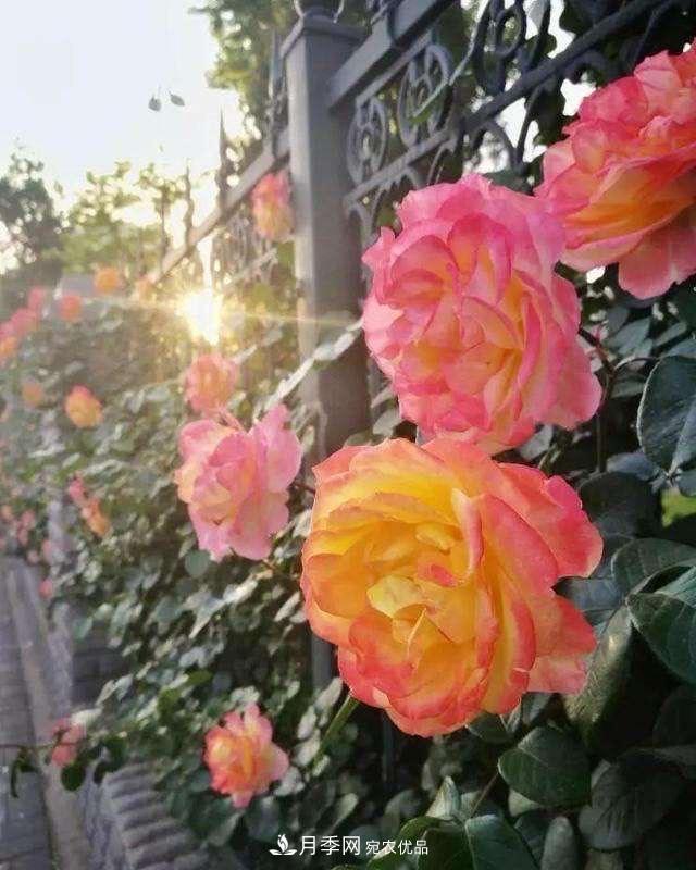 月季、薔薇、玫瑰有區(qū)別，懂得1點，全都能養(yǎng)好，開花一茬茬(圖5)