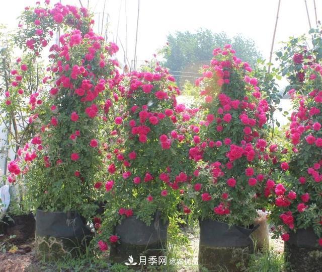 月季、薔薇、玫瑰有區(qū)別，懂得1點，全都能養(yǎng)好，開花一茬茬(圖7)
