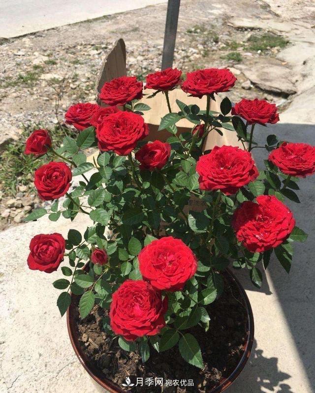 月季、薔薇、玫瑰有區(qū)別，懂得1點，全都能養(yǎng)好，開花一茬茬(圖8)