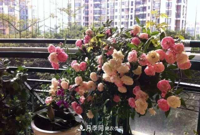 月季、薔薇、玫瑰有區(qū)別，懂得1點，全都能養(yǎng)好，開花一茬茬(圖10)