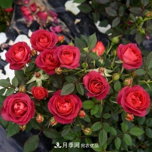 月季、薔薇、玫瑰有區(qū)別，懂得1點，全都能養(yǎng)好，開花一茬茬(圖9)