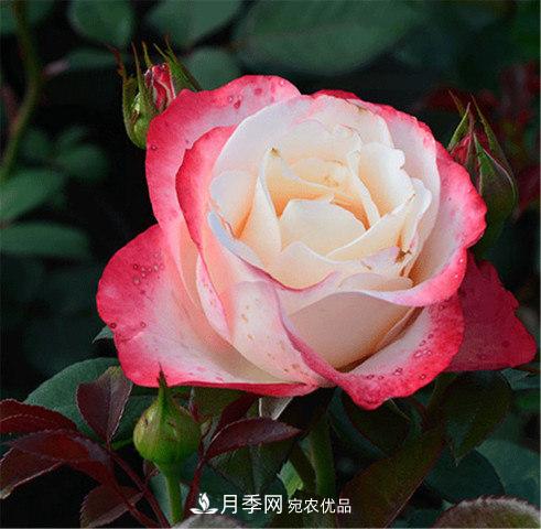 月季發(fā)燒友必知的國際10大名貴月季花，誰能養(yǎng)過超過5種(圖1)