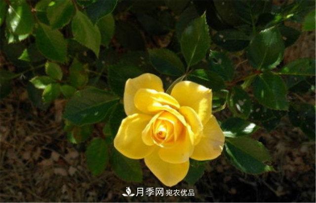 月季發(fā)燒友必知的國際10大名貴月季花，誰能養(yǎng)過超過5種(圖3)
