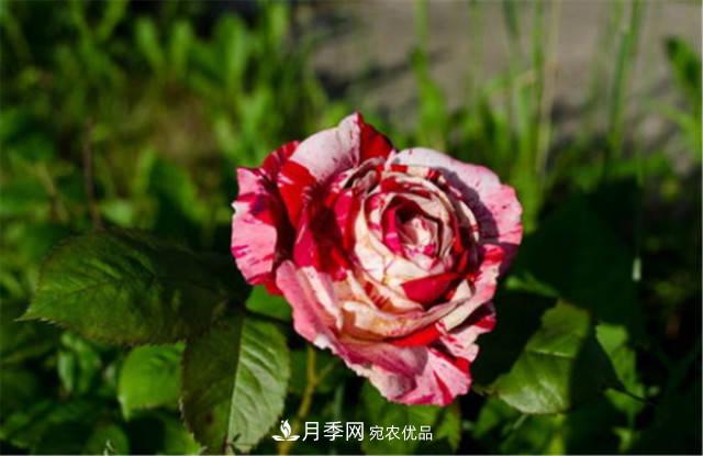月季發(fā)燒友必知的國際10大名貴月季花，誰能養(yǎng)過超過5種(圖5)