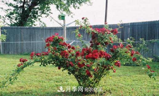 月季發(fā)燒友必知的國際10大名貴月季花，誰能養(yǎng)過超過5種(圖6)