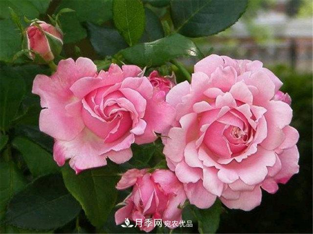月季發(fā)燒友必知的國際10大名貴月季花，誰能養(yǎng)過超過5種(圖8)
