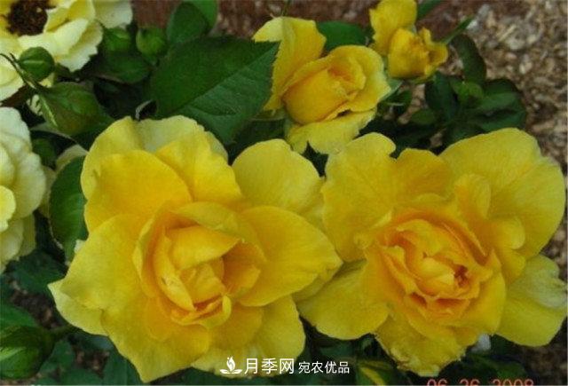 月季發(fā)燒友必知的國際10大名貴月季花，誰能養(yǎng)過超過5種(圖7)