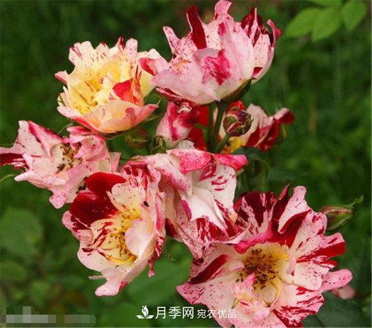 月季發(fā)燒友必知的國際10大名貴月季花，誰能養(yǎng)過超過5種(圖10)