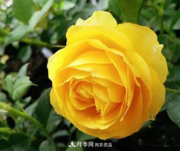 推薦8種月季美艷動人，色澤能比玫瑰(圖4)