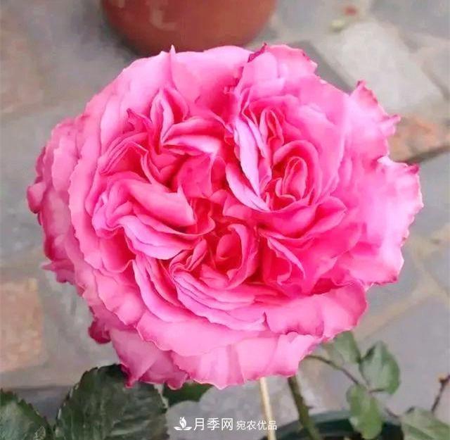 推薦8種月季美艷動人，色澤能比玫瑰(圖3)