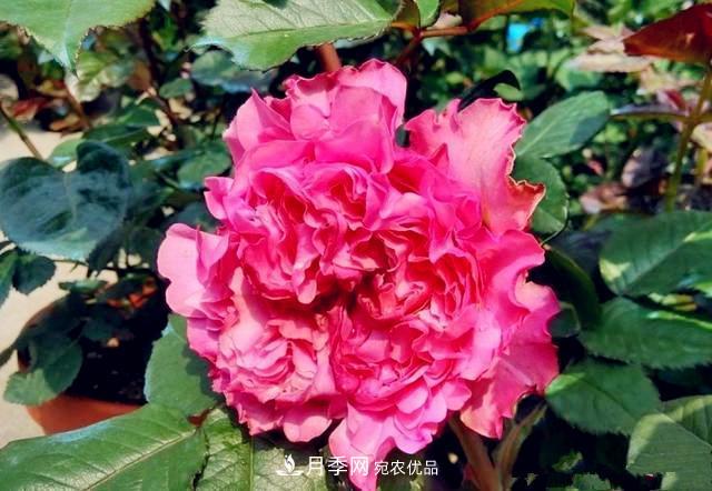 推薦8種月季美艷動人，色澤能比玫瑰(圖6)