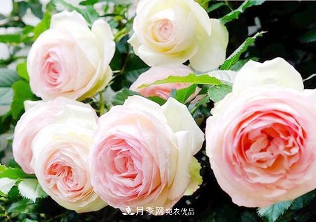 推薦8種月季美艷動人，色澤能比玫瑰(圖9)
