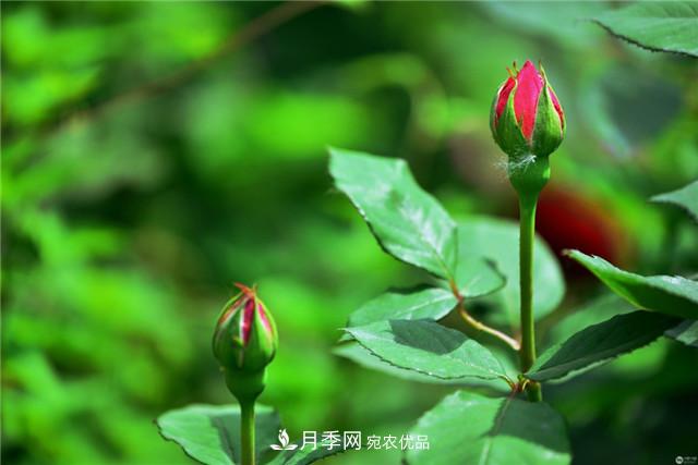 月季花除了觀賞，還有這些價值，但是知道的人很少(圖2)
