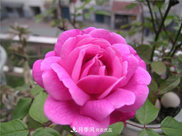 月季花除了觀賞，還有這些價值，但是知道的人很少(圖3)