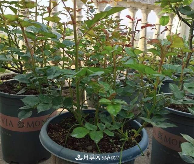 月季花除了觀賞，還有這些價值，但是知道的人很少(圖4)