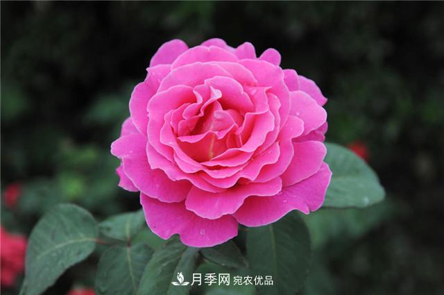 月季花除了觀賞，還有這些價值，但是知道的人很少(圖5)