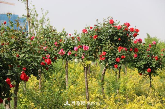陜西咸陽兩寺渡公園百畝“月季樹”絢爛綻放惹人愛！(圖3)