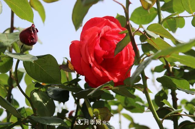 陜西咸陽兩寺渡公園百畝“月季樹”絢爛綻放惹人愛！(圖2)