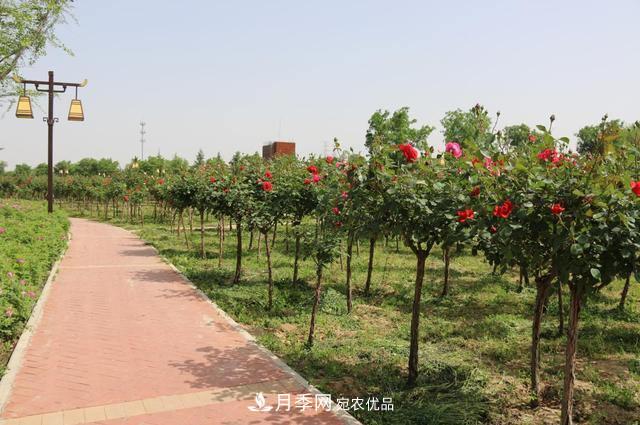 陜西咸陽兩寺渡公園百畝“月季樹”絢爛綻放惹人愛！(圖1)