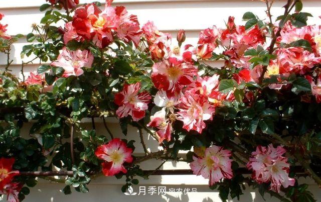 一年開360天！這個獲得AARS大獎的藤本月季簡直逆天！(圖3)