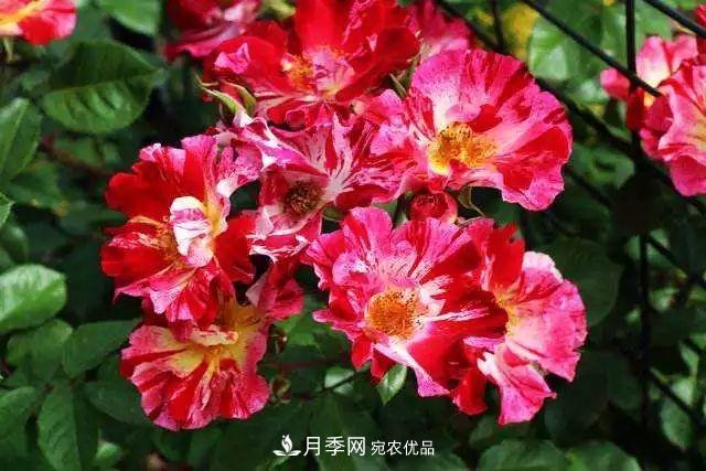 一年開360天！這個獲得AARS大獎的藤本月季簡直逆天！(圖2)