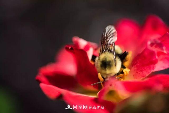 一年開360天！這個獲得AARS大獎的藤本月季簡直逆天！(圖5)