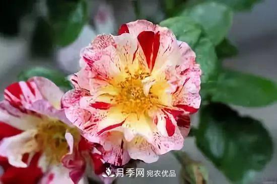 一年開360天！這個獲得AARS大獎的藤本月季簡直逆天！(圖4)