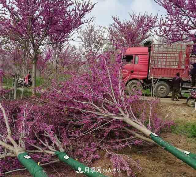 河南鄢陵：花木銷售好于預期(圖2)