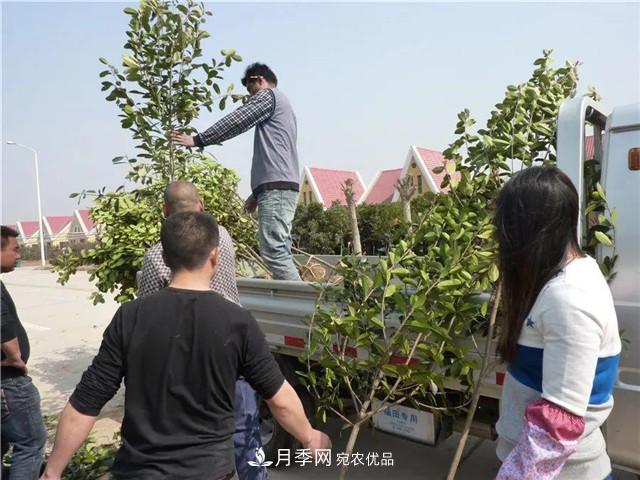 河南鄢陵：花木銷售好于預期(圖1)