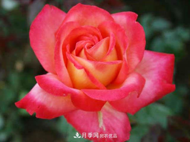 夏秋季節(jié)種植歐月月季需要什么技術(shù)？(圖1)