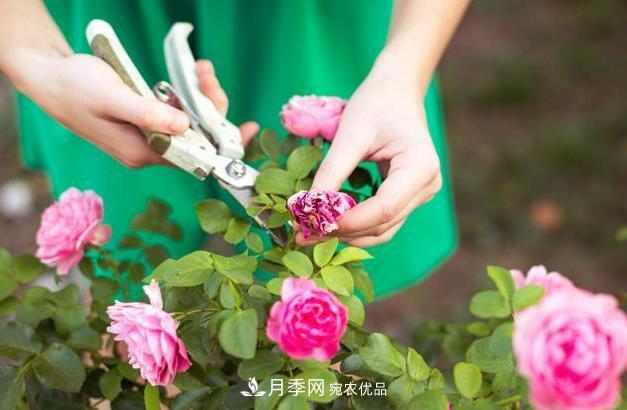 養(yǎng)護(hù)月季必須的修剪要怎么去做？(圖1)