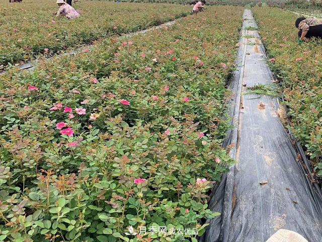 月季春季裂花的防治措施有哪些？(圖1)