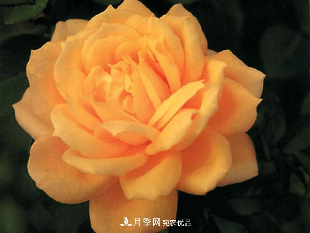 種植月季品種春蕾需要做到哪些方面？(圖1)