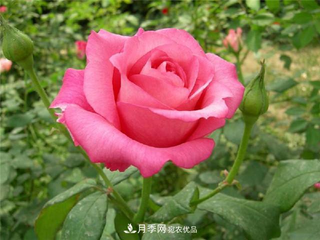 想要月季花，長(zhǎng)勢(shì)壯，開(kāi)花多，及時(shí)合理的修剪非常重要(圖1)
