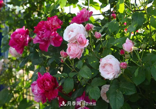 溫度對月季花期有哪些影響？漳州適合種植嗎(圖1)