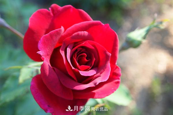 紅色月季花花語及寓意(圖1)